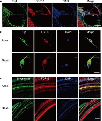 Sensorineural Hearing Loss and Mitochondrial Apoptosis of Cochlear Spiral Ganglion Neurons in Fibroblast Growth Factor 13 Knockout Mice